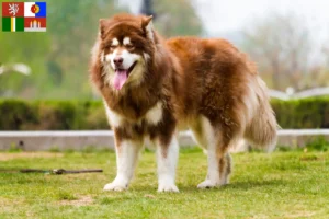 Mehr über den Artikel erfahren Alaskan Malamute Züchter und Welpen in Südböhmen