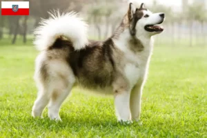 Mehr über den Artikel erfahren Alaskan Malamute Züchter und Welpen in Thüringen