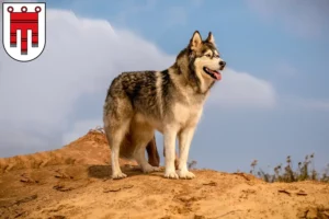 Mehr über den Artikel erfahren Alaskan Malamute Züchter und Welpen in Vorarlberg