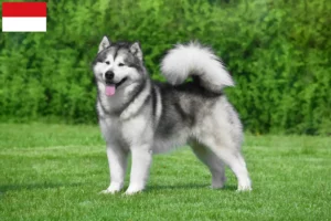 Mehr über den Artikel erfahren Alaskan Malamute Züchter und Welpen in Wien