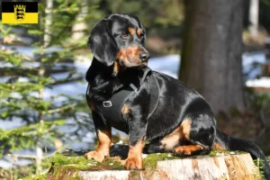 Mehr über den Artikel erfahren Alpenländische Dachsbracke Züchter und Welpen in Baden-Württemberg