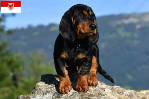 Mehr über den Artikel erfahren Alpenländische Dachsbracke Züchter und Welpen in Brandenburg