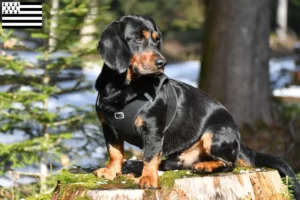 Mehr über den Artikel erfahren Alpenländische Dachsbracke Züchter und Welpen in der Bretagne