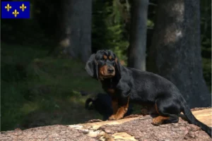 Mehr über den Artikel erfahren Alpenländische Dachsbracke Züchter und Welpen in Île-de-France