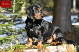 Mehr über den Artikel erfahren Alpenländische Dachsbracke Züchter und Welpen in Okzitanien