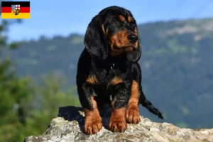 Mehr über den Artikel erfahren Alpenländische Dachsbracke Züchter und Welpen im Saarland