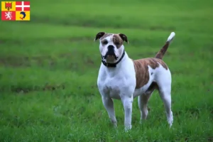 Mehr über den Artikel erfahren American Bulldog Züchter und Welpen in Auvergne-Rhône-Alpes