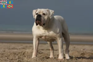 Mehr über den Artikel erfahren American Bulldog Züchter und Welpen in Bourgogne-Franche-Comté