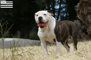 Mehr über den Artikel erfahren American Bulldog Züchter und Welpen in der Bretagne