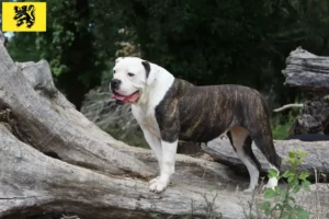 Mehr über den Artikel erfahren American Bulldog Züchter und Welpen in Flandern