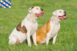 Mehr über den Artikel erfahren American Bulldog Züchter und Welpen in Friesland