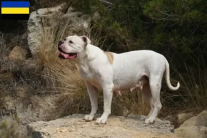 Mehr über den Artikel erfahren American Bulldog Züchter und Welpen in Gelderland