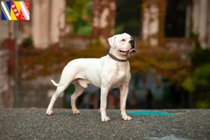 Mehr über den Artikel erfahren American Bulldog Züchter und Welpen in Grand Est