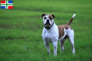 Mehr über den Artikel erfahren American Bulldog Züchter und Welpen in Groningen