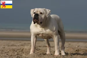 Mehr über den Artikel erfahren American Bulldog Züchter und Welpen in Limburg