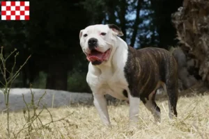 Mehr über den Artikel erfahren American Bulldog Züchter und Welpen in Nordbrabant