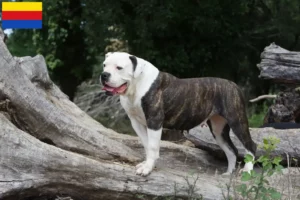 Mehr über den Artikel erfahren American Bulldog Züchter und Welpen in Nordholland