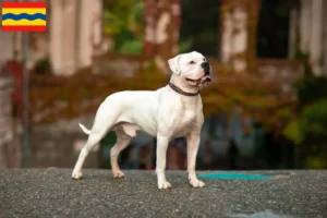 Mehr über den Artikel erfahren American Bulldog Züchter und Welpen in Overijssel