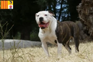 Mehr über den Artikel erfahren American Bulldog Züchter und Welpen in der Provence-Alpes-Côte d’Azur