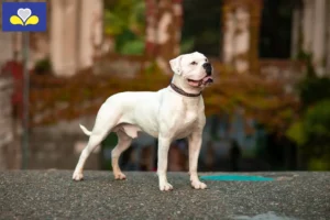 Mehr über den Artikel erfahren American Bulldog Züchter und Welpen in Region Brüssel-Hauptstadt