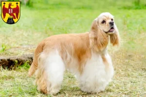 Mehr über den Artikel erfahren American Cocker Spaniel Züchter und Welpen im Burgenland