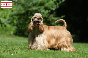 Mehr über den Artikel erfahren American Cocker Spaniel Züchter und Welpen in Drenthe