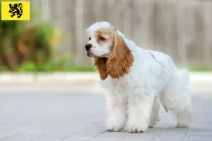 Mehr über den Artikel erfahren American Cocker Spaniel Züchter und Welpen in Flandern