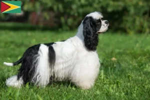 Mehr über den Artikel erfahren American Cocker Spaniel Züchter und Welpen in Guyana