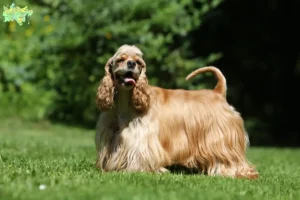 Mehr über den Artikel erfahren American Cocker Spaniel Züchter und Welpen in Midtjylland