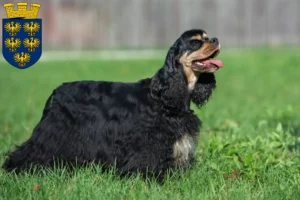 Mehr über den Artikel erfahren American Cocker Spaniel Züchter und Welpen in Niederösterreich