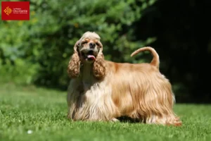 Mehr über den Artikel erfahren American Cocker Spaniel Züchter und Welpen in Okzitanien