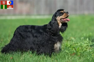 Mehr über den Artikel erfahren American Cocker Spaniel Züchter und Welpen in Südböhmen