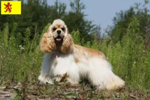 Mehr über den Artikel erfahren American Cocker Spaniel Züchter und Welpen in Südholland