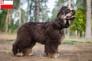 Mehr über den Artikel erfahren American Cocker Spaniel Züchter und Welpen in Utrecht