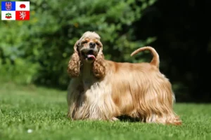 Mehr über den Artikel erfahren American Cocker Spaniel Züchter und Welpen in Vysočina