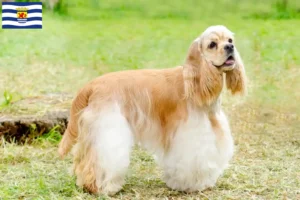 Mehr über den Artikel erfahren American Cocker Spaniel Züchter und Welpen in Zeeland