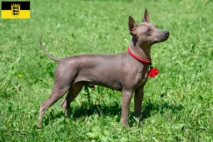 Mehr über den Artikel erfahren American Hairless Terrier Züchter und Welpen in Baden-Württemberg