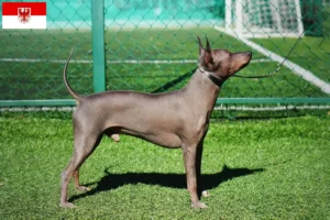 Mehr über den Artikel erfahren American Hairless Terrier Züchter und Welpen in Brandenburg