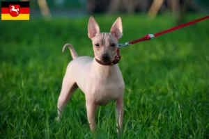 Mehr über den Artikel erfahren American Hairless Terrier Züchter und Welpen in Niedersachsen