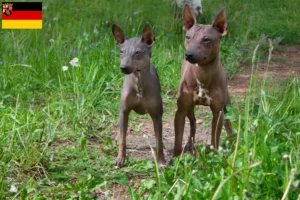 Mehr über den Artikel erfahren American Hairless Terrier Züchter und Welpen in Rheinland-Pfalz