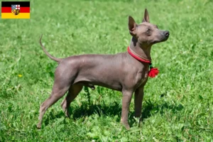 Mehr über den Artikel erfahren American Hairless Terrier Züchter und Welpen im Saarland