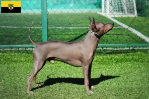 Mehr über den Artikel erfahren American Hairless Terrier Züchter und Welpen in Sachsen-Anhalt