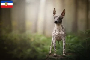 Mehr über den Artikel erfahren American Hairless Terrier Züchter und Welpen in Schleswig-Holstein