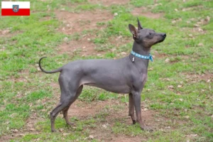 Mehr über den Artikel erfahren American Hairless Terrier Züchter und Welpen in Thüringen