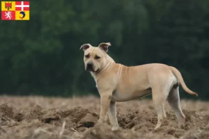 Mehr über den Artikel erfahren American Staffordshire Terrier Züchter und Welpen in Auvergne-Rhône-Alpes