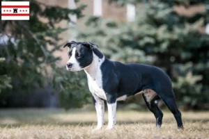 Mehr über den Artikel erfahren American Staffordshire Terrier Züchter und Welpen in Drenthe