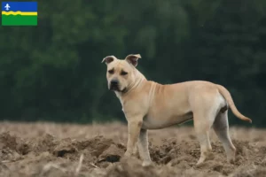 Mehr über den Artikel erfahren American Staffordshire Terrier Züchter und Welpen in Flevoland