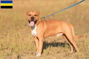 Mehr über den Artikel erfahren American Staffordshire Terrier Züchter und Welpen in Gelderland