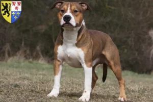 Mehr über den Artikel erfahren American Staffordshire Terrier Züchter und Welpen in Hauts-de-France