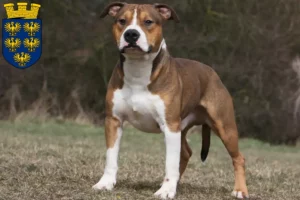 Mehr über den Artikel erfahren American Staffordshire Terrier Züchter und Welpen in Niederösterreich